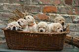 LABRADOR 1318